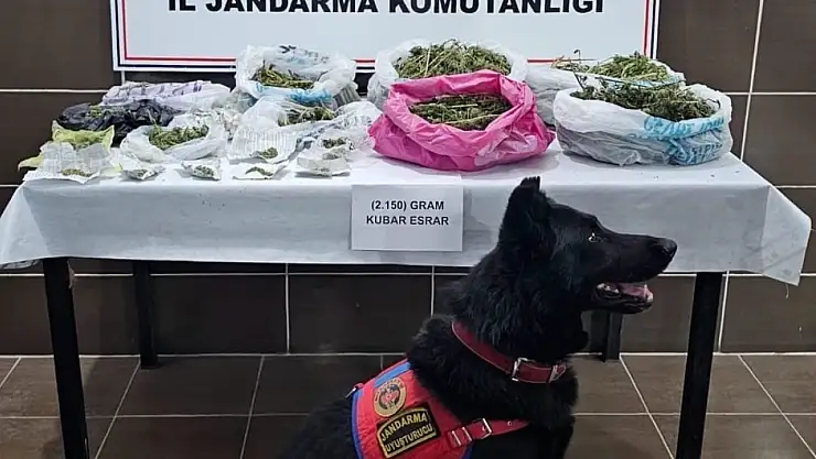 Muş'ta kenevir yetiştiren bir kişi jandarma operasyonuyla yakalandı, 2 kilo esrar ele geçirildi