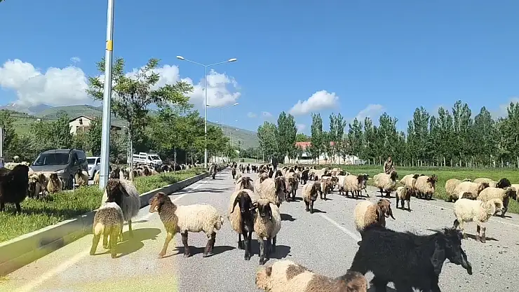 Muş'ta Küçükbaş Sürüler Yollarda Tehlike Saçıyor