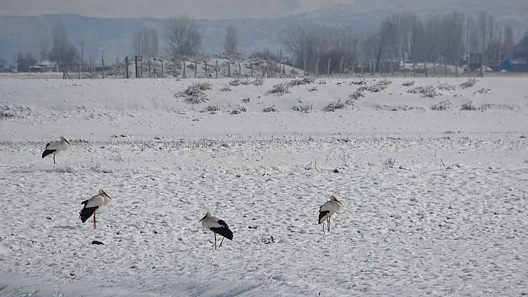Muş'ta leylekler dondurucu soğuklara rağmen göç etmedi