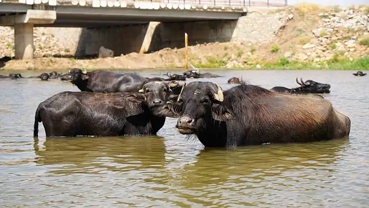 Muş'ta Mandalar Şap Hastalığına Karşı Su Terapi Uygulaması Başlatıldı