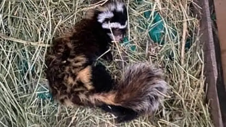 Muş'ta Nesli Tehdit Altında Olan Alaca Sansar İlk Kez Görüntülendi