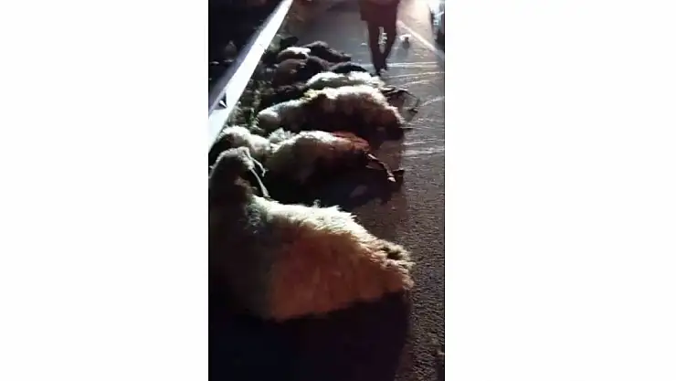 Muş'ta otomobil koyun sürüsüne çarptı, onlarca küçükbaş telef oldu