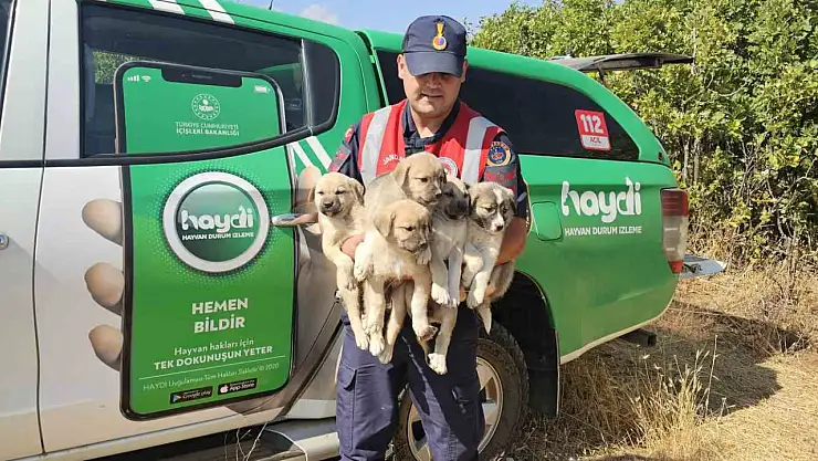 Muş'ta terkedilen 5 yavru köpek jandarmanın yardımıyla kurtarıldı