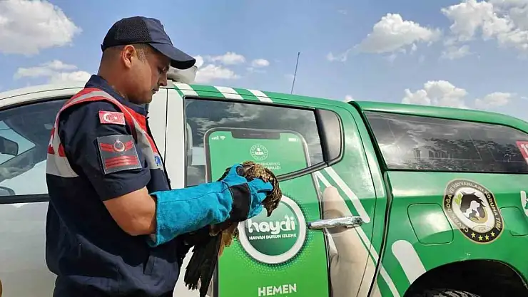 Muş'ta yaralı kartal koruma altına alındı, doğal yaşamına dönecek