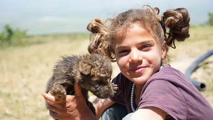 Muş'taki Çoban Kardeşlerden Örnek Davranış: Yaylada Ölmek Üzere Olan Kurt Yavrularını Kurtardılar