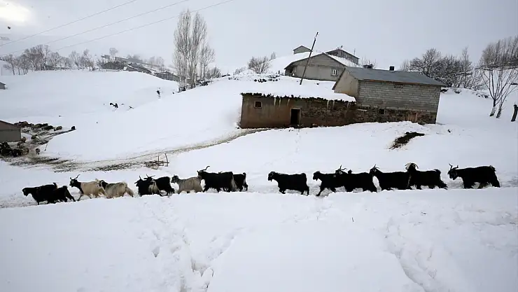 Muş ve Bitlis'te besiciler zorlu kış mesaileri