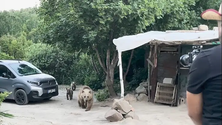 Nemrut Dağı'ndaki Ayılar, Belgesel Ekiplerine Saldırdı