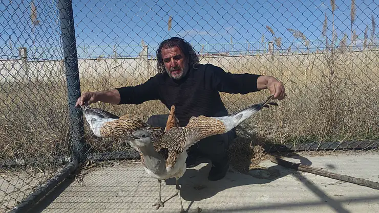 Nesli tehlike altındaki toy kuşu Van'da sağlığına kavuşuyor