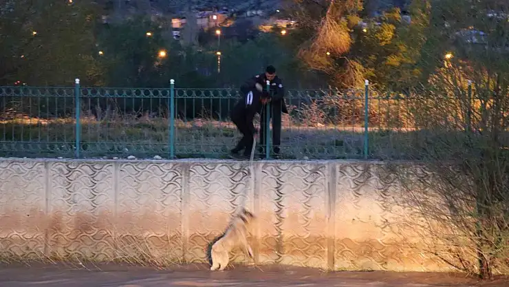 Oltu'da itfaiye ekipleri, suya düşen sokak köpeğini 2 saatte kurtardı!