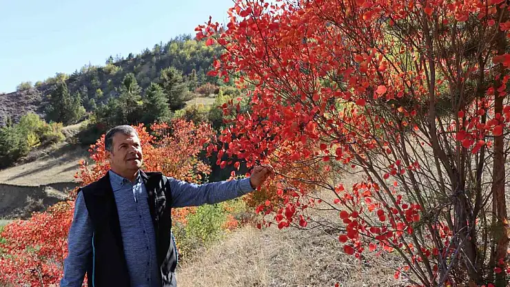 Oltu'da Kaplaç Ağaçları Kırmızıya Büründü, Sonbahar Manzarası Göz Kamaştırıyor