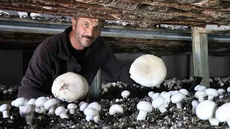 Oltu'da tek mantar üreticisi başarılı hasadıyla dikkat çekiyor