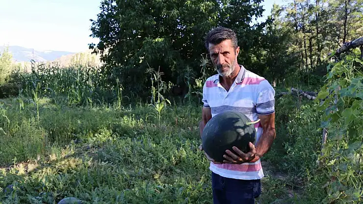 Oltu'da Yerden Yüksek Yerli Karain Karpuzlarının Hasat Dönemi Başladı!