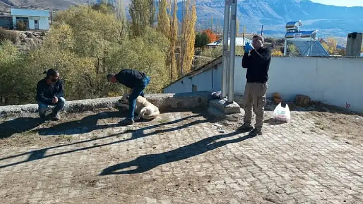 Olur Kaymakamlığı'ndan Sahipsiz Sokak Hayvanlarına Sahiplenme ve Çipleme Çalışması