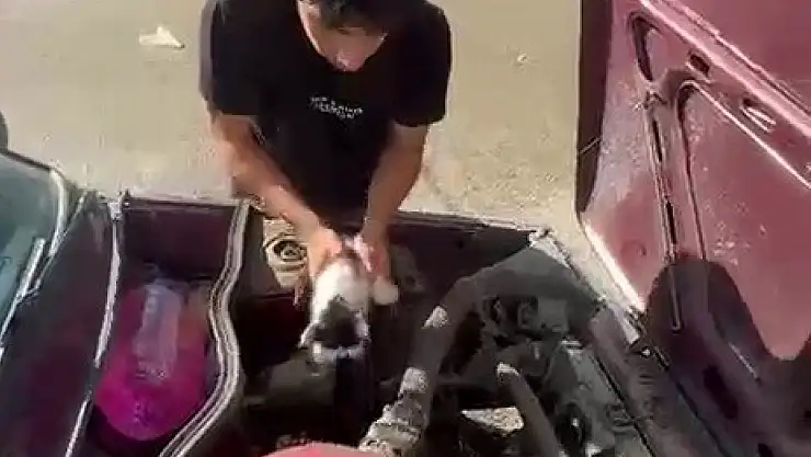 Otomobilin Motor Bölümünde Sıkışan Yavru Kedi Kurtarıldı