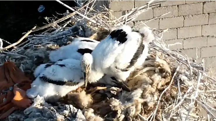 Özalp'ta Kış Soğuklarına Rağmen Leylekler Yumurtladı!
