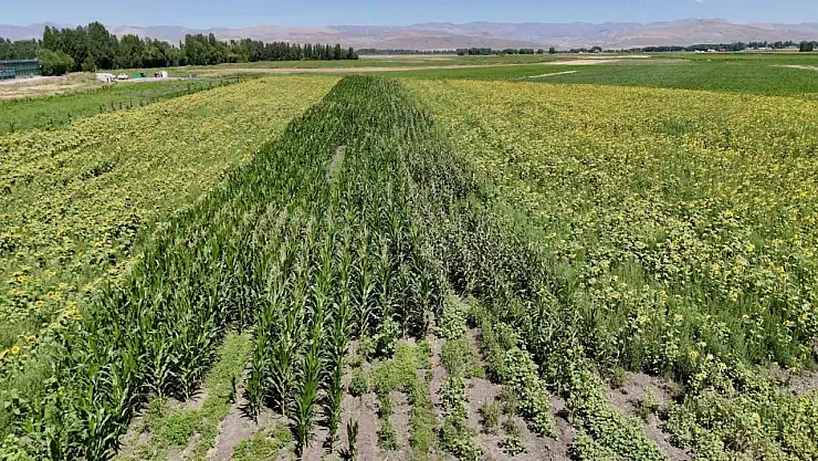 Ozanlar Köyünde 13 dekarlık bostan, ürün çeşitliliğiyle örnek oldu