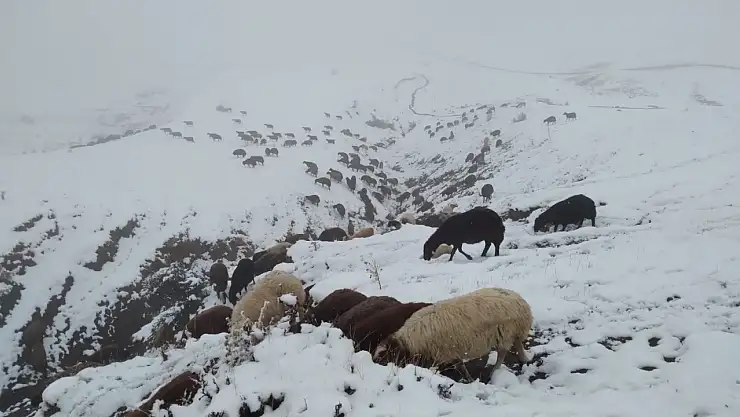Özveren Köyü'nde hayvancılar karla kaplanan arazide sabah mesaisine çıktı