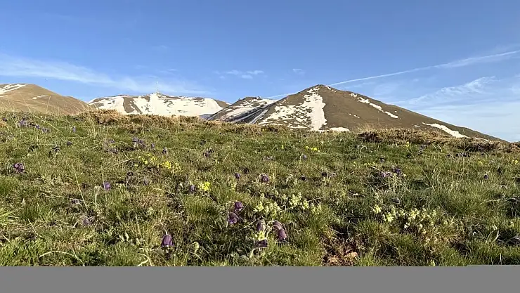 Palandöken Dağı'nda İlkbaharda Açan Mor Ters Laleler Doğaseverleri Büyülüyor