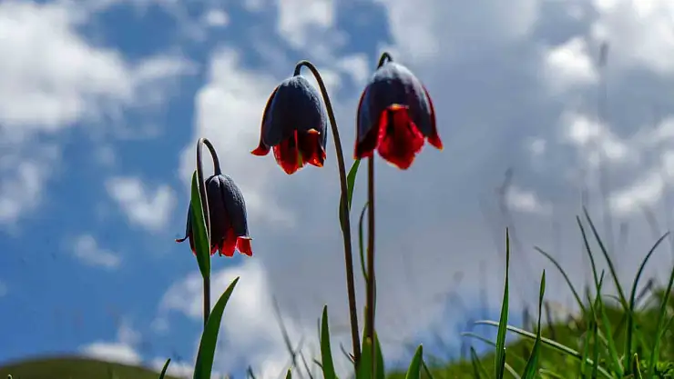 Palandöken'de Kaf ve Mor Laleler Baharın İlk İzdüşümleri