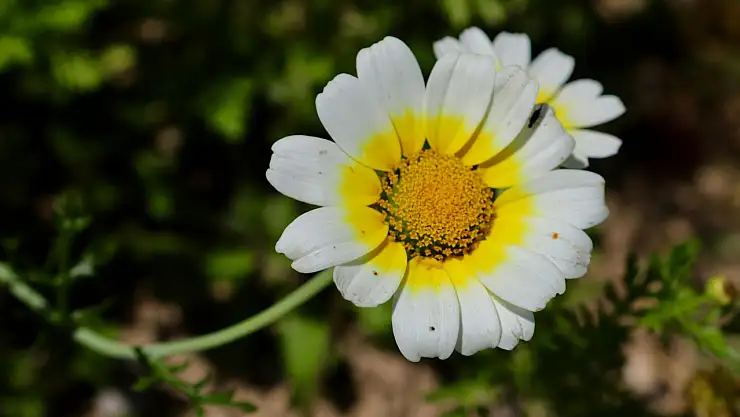 Papatyalar Ağrı'nın dağlarını süsledi