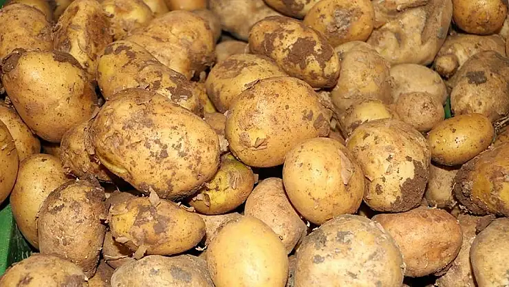 Patates fiyatları hakkında sosyal medyada yayılan iddialara bakanlık yanıt verdi