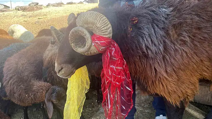 Patnos'ta koç katımı şenliğiyle köy meydanı renklendi