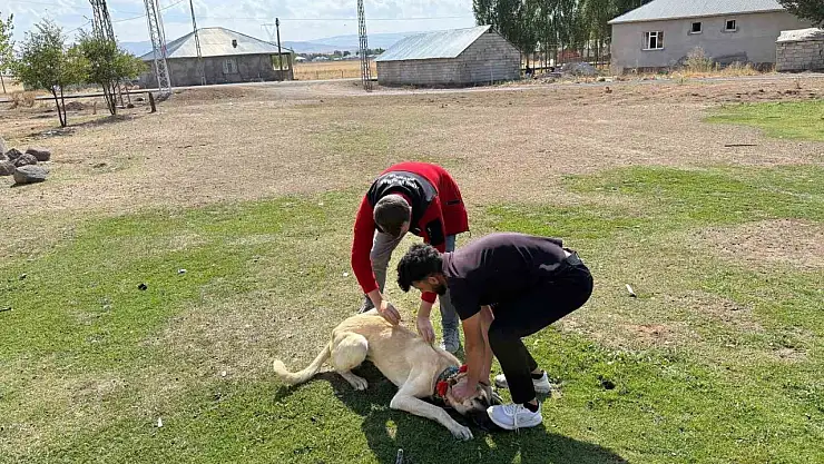 Patnos'ta köpekler mikroçip ile güvende