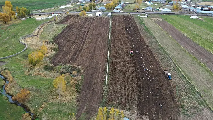 Patnos'ta mor patates bereketi: Çiftçiler kar yağmadan hasada hız verdi