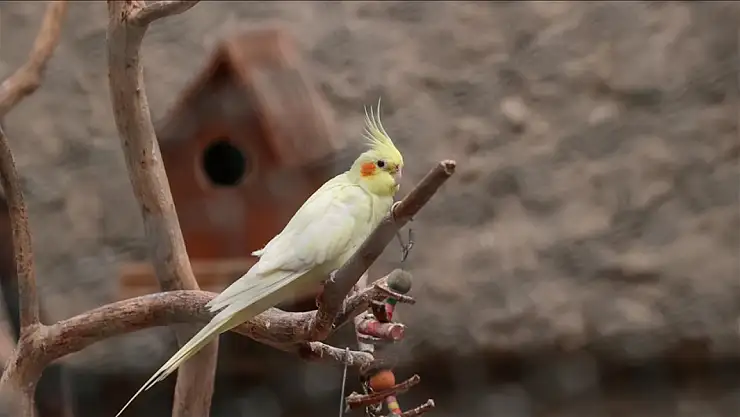 Petshoplarda yeni dönem: Yaban hayvanı satışı için ek ruhsat geliyor