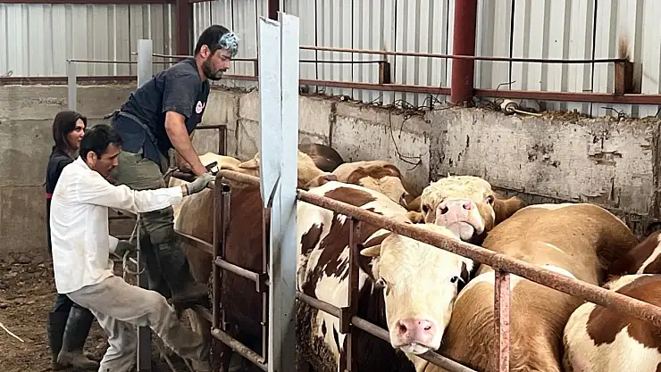 Şap hastalığına karşı Doğubayazıt'ta önlemler sıkılaşıyor