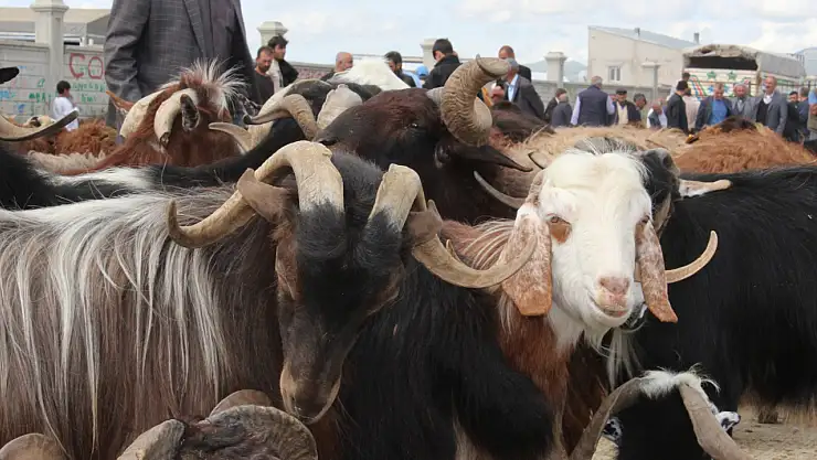 Şap hastalığında 38 ilde pazarlar açıldı, aşı çalışmaları Ağrı'da da sürüyor