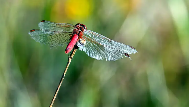 Sarıkamış'ın Doğasında Tarımın Destanı: Yusufçuklar Yeni Bir Renk Katıyor