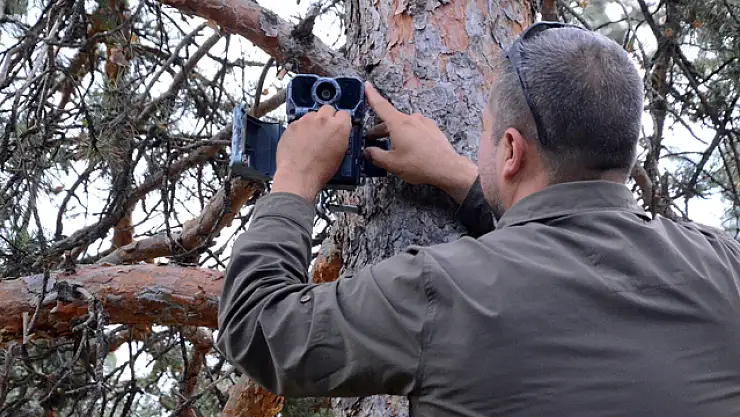 Sarıkamış Ormanlarında Ayıların Koku Bıraktığı Ağaçlar Üzerine Bilimsel Araştırma Başlatıldı