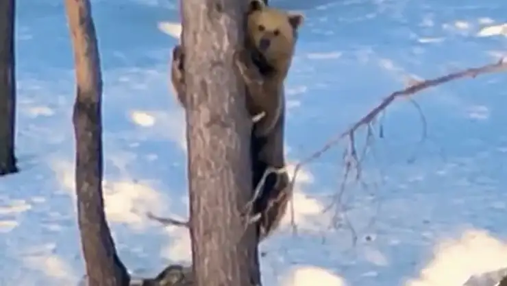 Sarıkamış'ta ağaca tırmanan boz ayı kameralara yansıdı