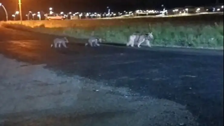 Sarıkamış'ta Anne Ayı ve Yavruları Geceleyin Kameralara Yansıdı