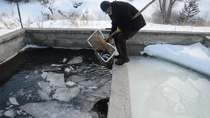 Sarıkamış'ta dondurucu soğukta alabalık üretimi sürüyor