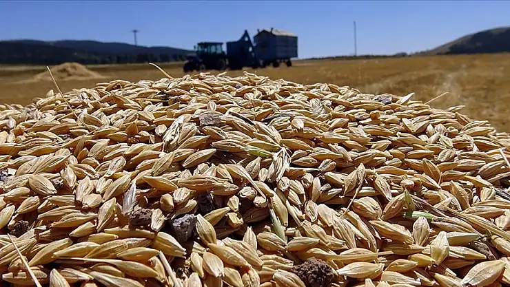 Sarıkamış'ta Kar Kış Geciktirdi, Hasat Zamanı Geldi!