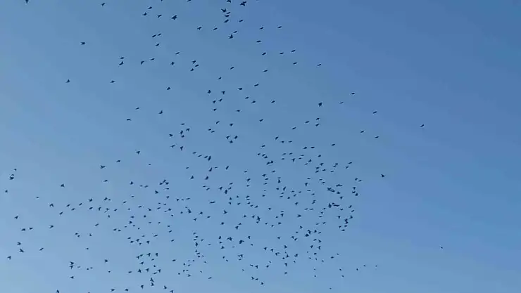 Sığırcıkların Gökyüzünde Yarattığı Görsel Şölen Büyüledi