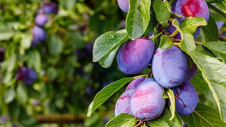 Sirke mi erik mi? Yağları cayır cayır yakıyor, 36 bedene düşürüyor