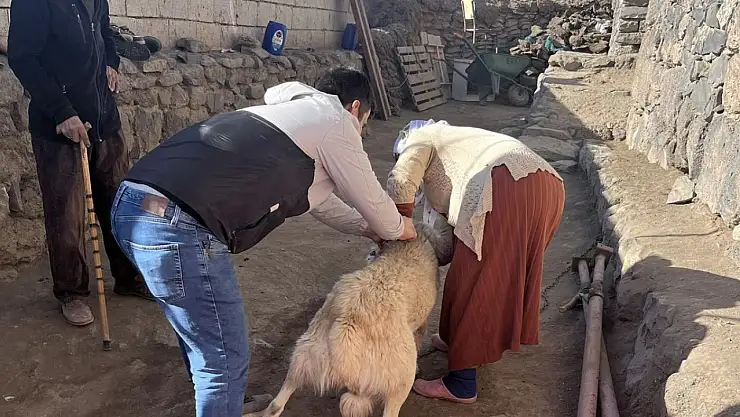 Son tarih yaklaşıyor: Mikroçip uygulamasında Doğubayazıt'ta yoğun mesai