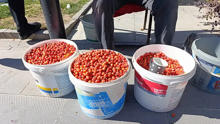 Sonbaharın şifası kuşburnu, Ağrı caddelerini renklendirdi