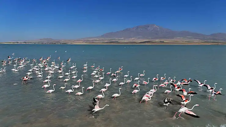 Süphan Dağı'nın Görkemi Eşliğinde Arin Gölü'ndeki Flamingoların Büyüleyici Dansı