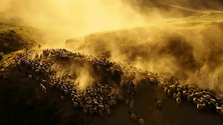 Sürülerin Tozlu Yolculuğu Havadan Böyle Görüntülendi