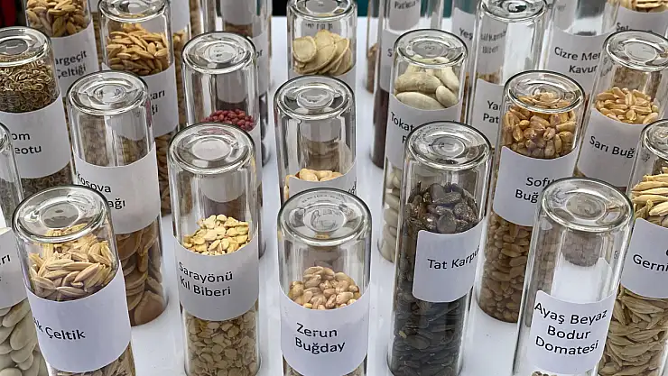 Tarım Kredi Kooperatiflerinde ata tohumu dönemi başlıyor