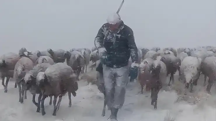Taşlıçay'da hayvanlarını otlatan besici tipide zor anlar yaşadı
