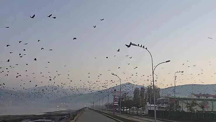 Tatvan'da Binlerce Karganın Gökyüzünü Kararttığı Şaşırtan Doğa Olayı