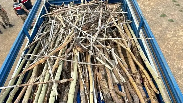 Tatvan'da Kaçak Ağaç Kesimi Yapan 3 Kişi Yakalandı, Doğal Sit Alanı Koruma Altında