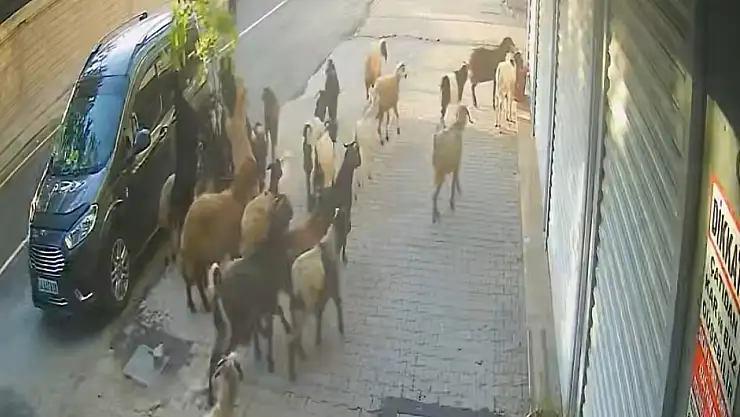 Tatvan'da Keçi Limona Çöktü: Saksı Devrildi, Gülümseten Anlar Kamerada!