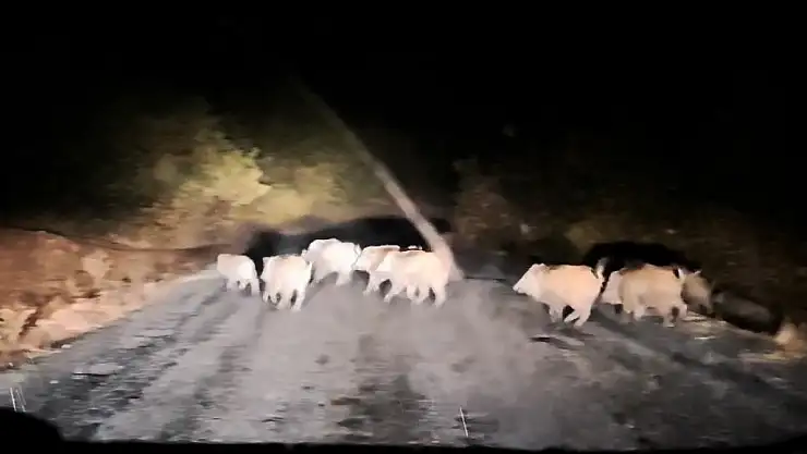 Tatvan'da köy yolunda domuz sürüsü araca engel oldu, o anlar kamerada!