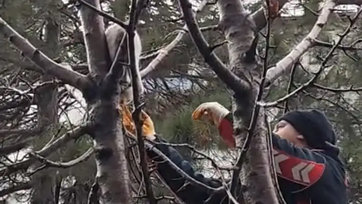 Tatvan'da Mahsur Kalan Kedi İtfaiye Ekipleri Tarafından Kurtarıldı